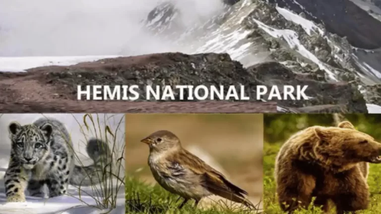 Hemis National Park Ladakh Singh cabs Jammu