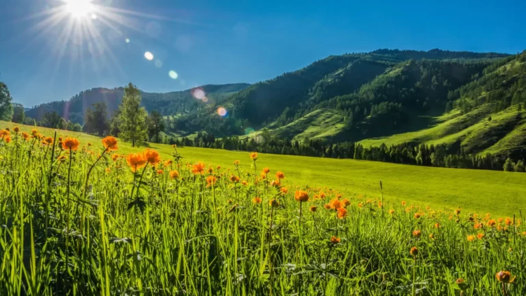 Gulmarg - The Meadow of Flowers