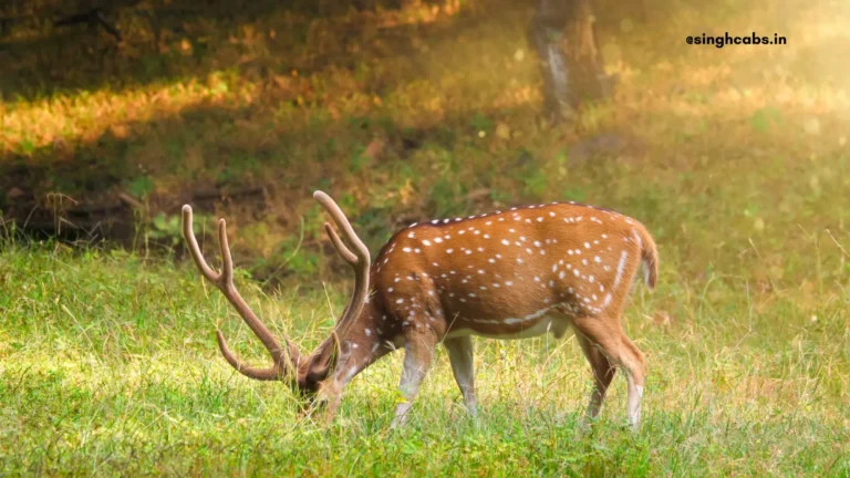 Malsi Deer Park