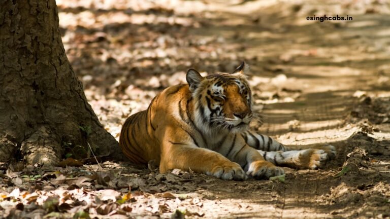 Jim Corbett National Park